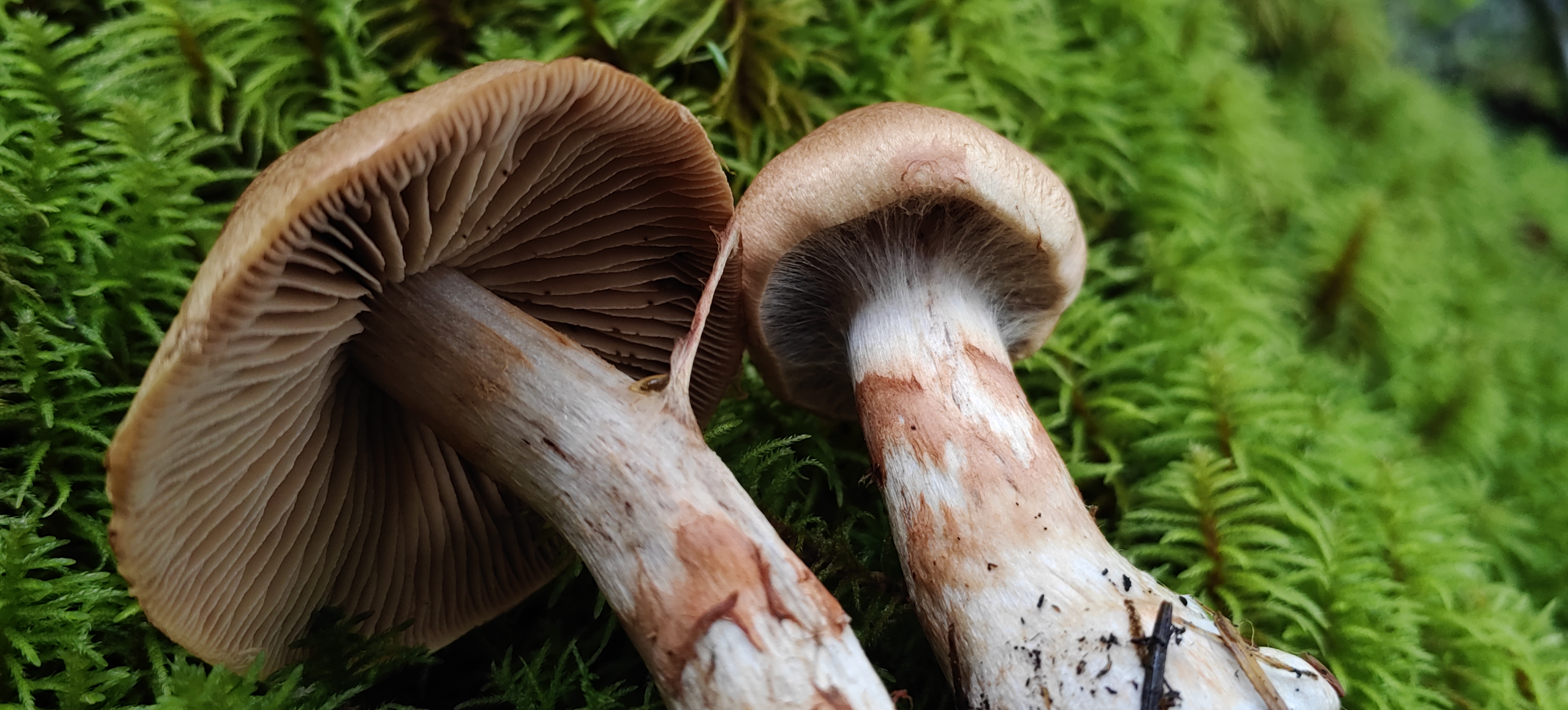 mushroom-image